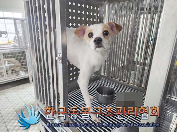 종료(안락사) 믹스…